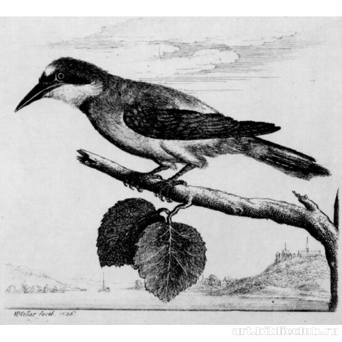 Птица (щурка золотистая)