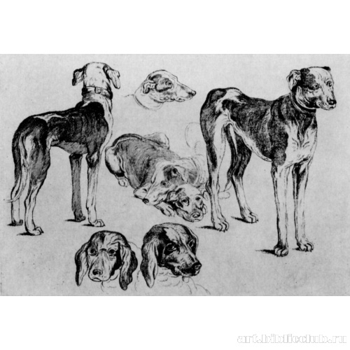 Охотничьи собаки