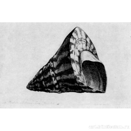 Коническая раковина