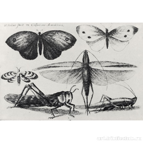 Бабочки и другие насекомые