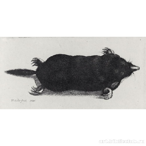 Мертвый крот