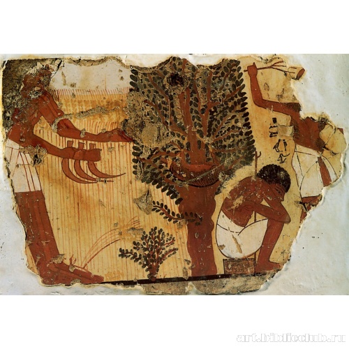 Роспись из гробницы: сбор урожая