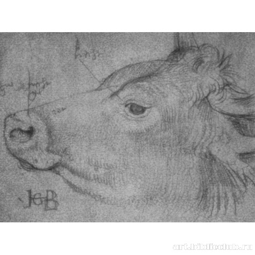 Голова быка