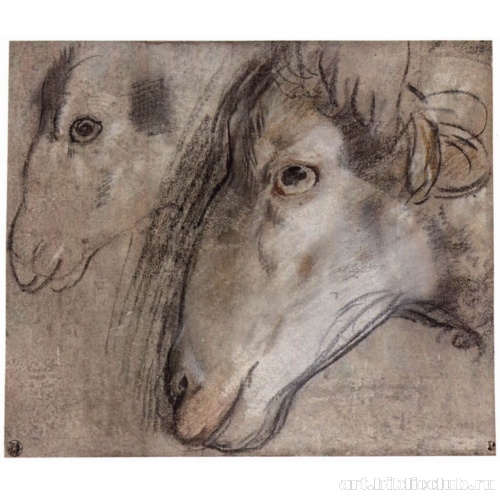 Лист с этюдами головы овцы