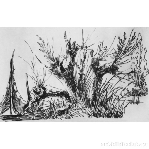 Группа старых ив на берегу реки