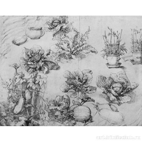 Лист с этюдами садовых растений