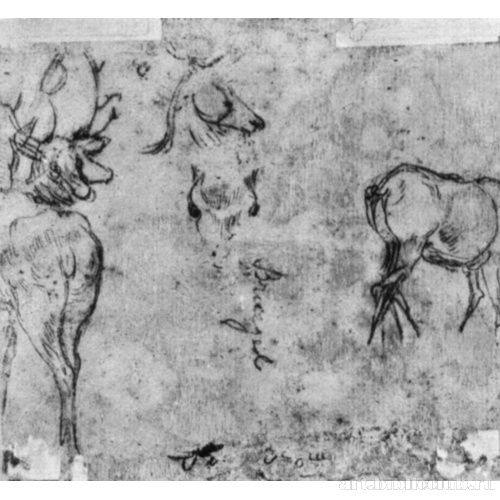 Зарисовки оленя