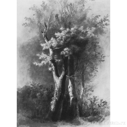 Этюд деревьев