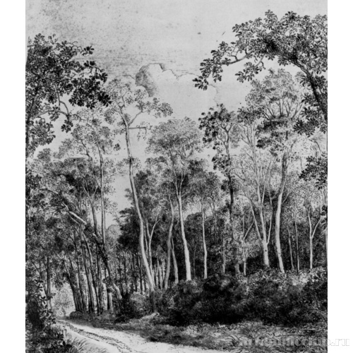 Дорога в лесу