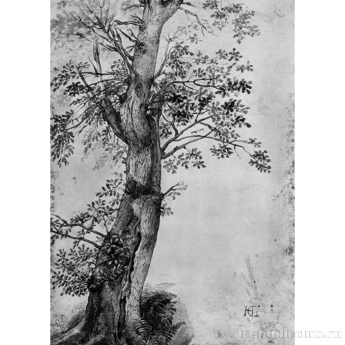 Этюд дерева