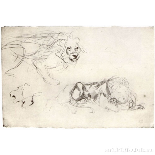 Лист с этюдами льва