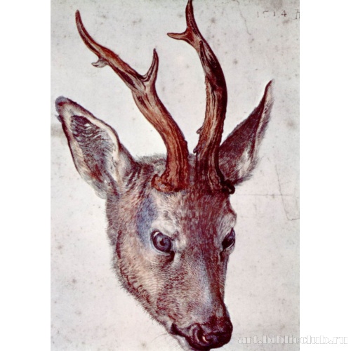 Голова оленя