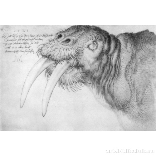 Голова моржа