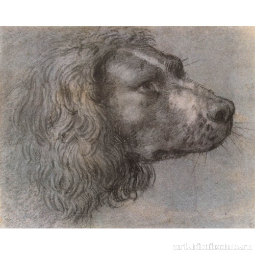 Голова собаки