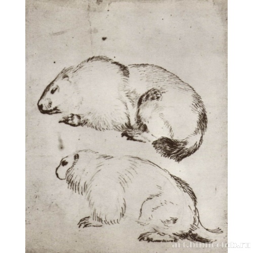 Морские свинки