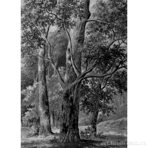 Этюд деревьев