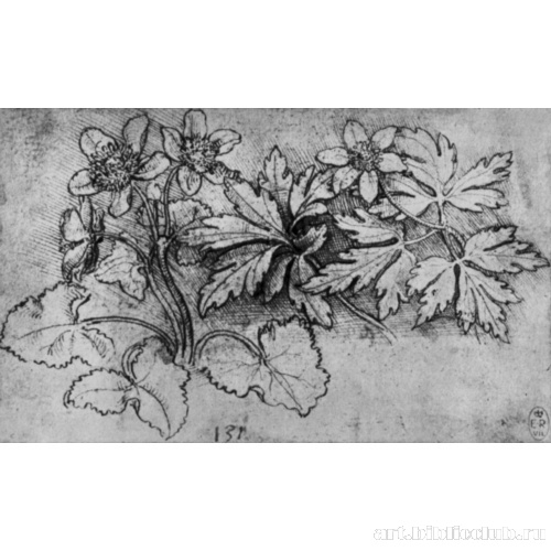 Цветущие анемоны