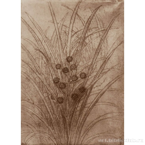 Цветущий тростник