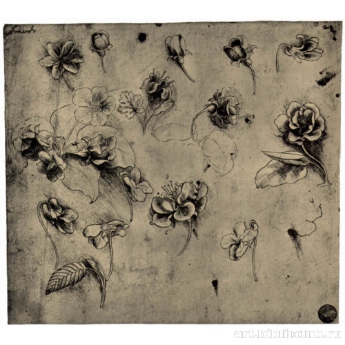 Ботанические этюды, среди прочих шиповник и фиалка