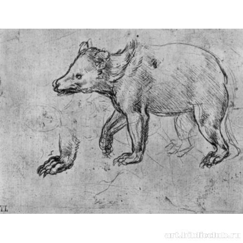 Лист этюдов, медведь