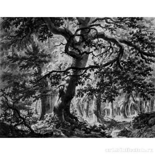 Лесной пейзаж