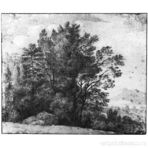 Деревья на опушке леса