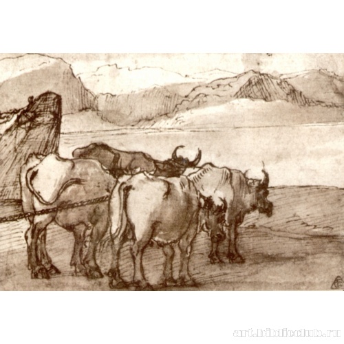 Быки перед горным озером