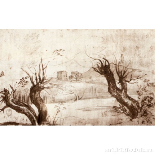 Стволы ив на берегу реки