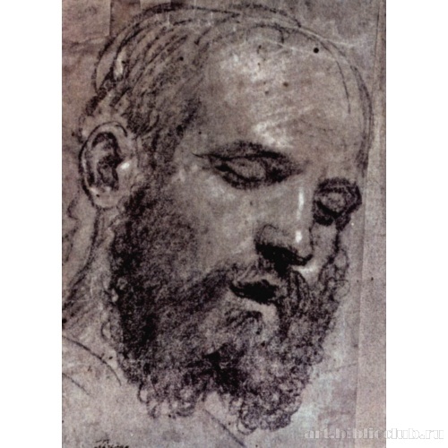 Голова бородатого мужчины