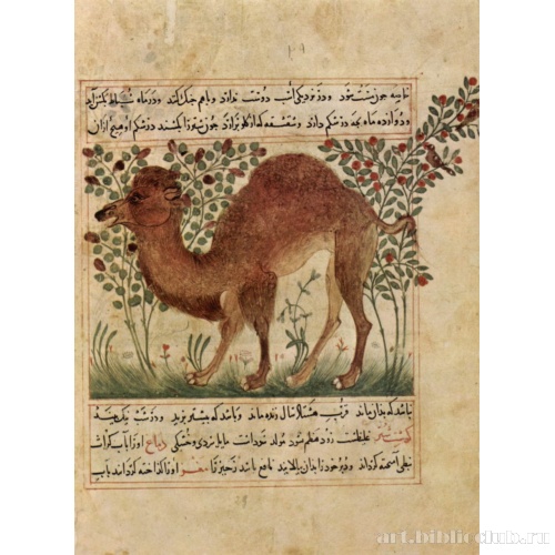 Рукопись «Об использовании животных в медицине»: Верблюд