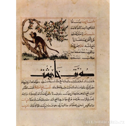 Рукопись «Об использовании животных в медицине»: Обезьяна