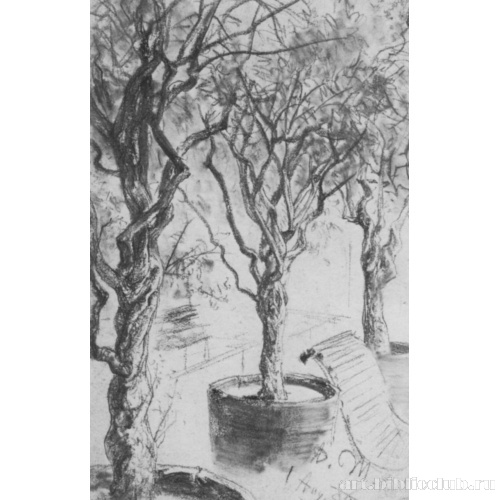 Деревья в кадках