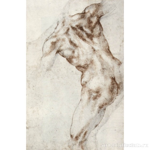 Мужской торс