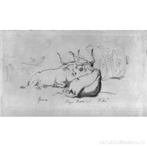 Буйволы на Пьяцца Барберини в Риме