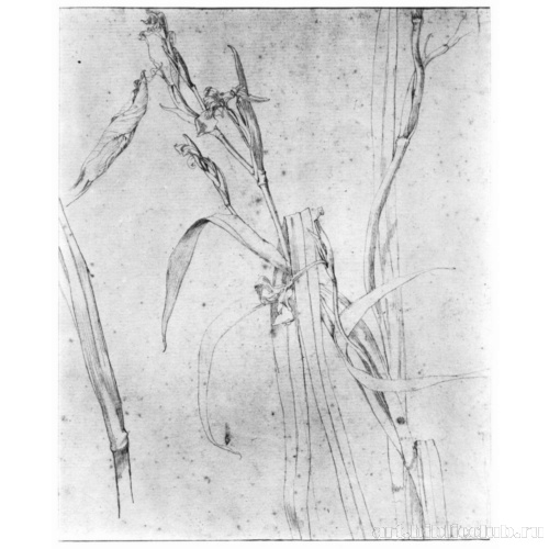 Стебли ириса