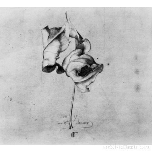 Увядший лист