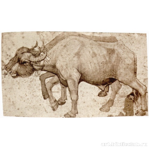 Два буйвола в упряжке