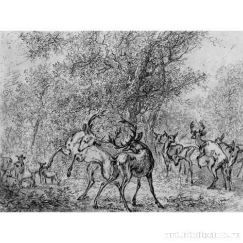 Олени в лесу