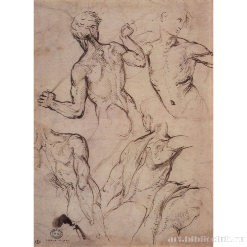 Этюды обнаженных сражающихся юношей