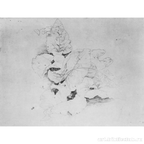 Этюд растений