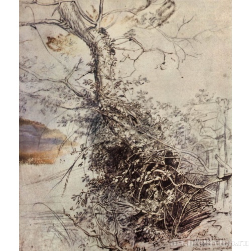 Дерево, оплетенное ежевикой