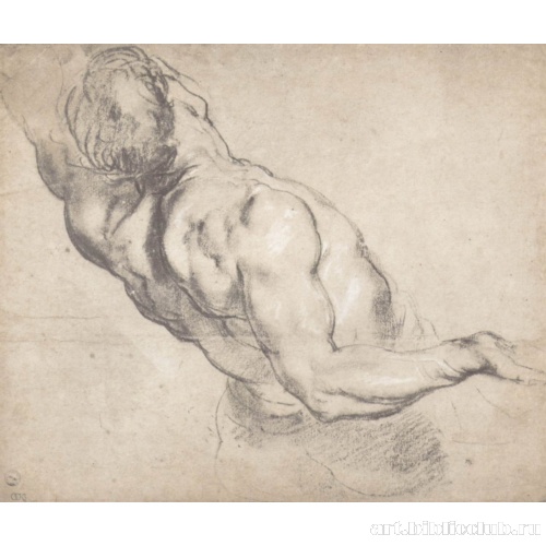 Этюд мужского тoрса