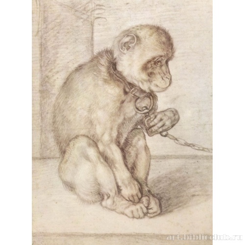 Молодая обезьяна