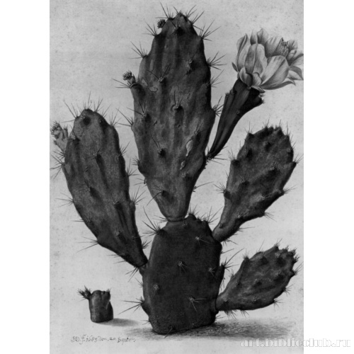 Цветущий кaктус