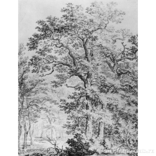 Лес в Доорвете