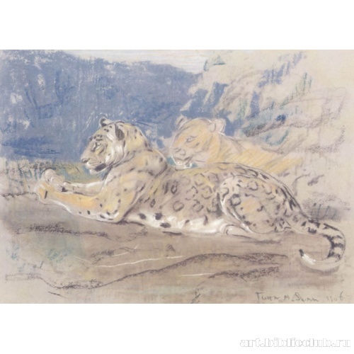 Два леопарда