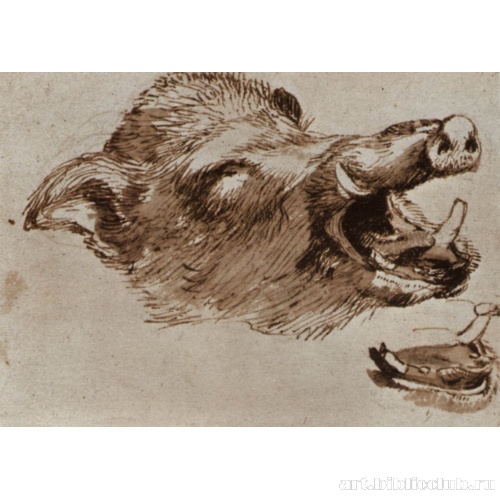 Этюд головы вепря