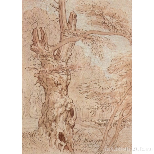 Старое дерево в малом Виндзорском парке