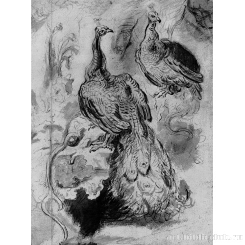 Лист с этюдами павлинов