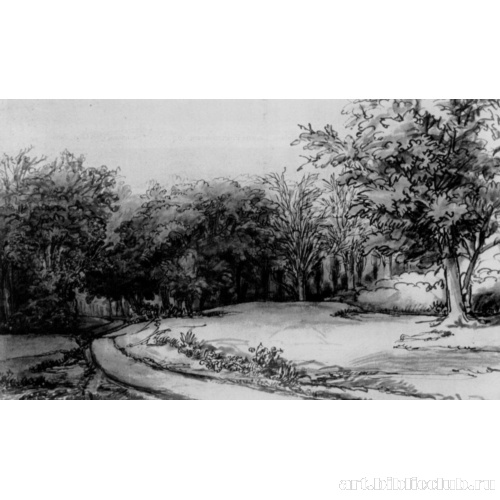 Дорога в лесу